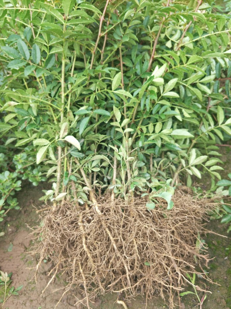 花椒苗汉源贡椒花椒苗1～2年苗，根系发达，成活率高
