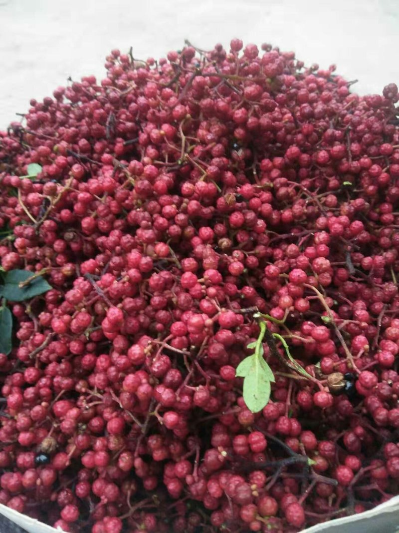 花椒苗汉源贡椒花椒苗1～2年苗，根系发达，成活率高