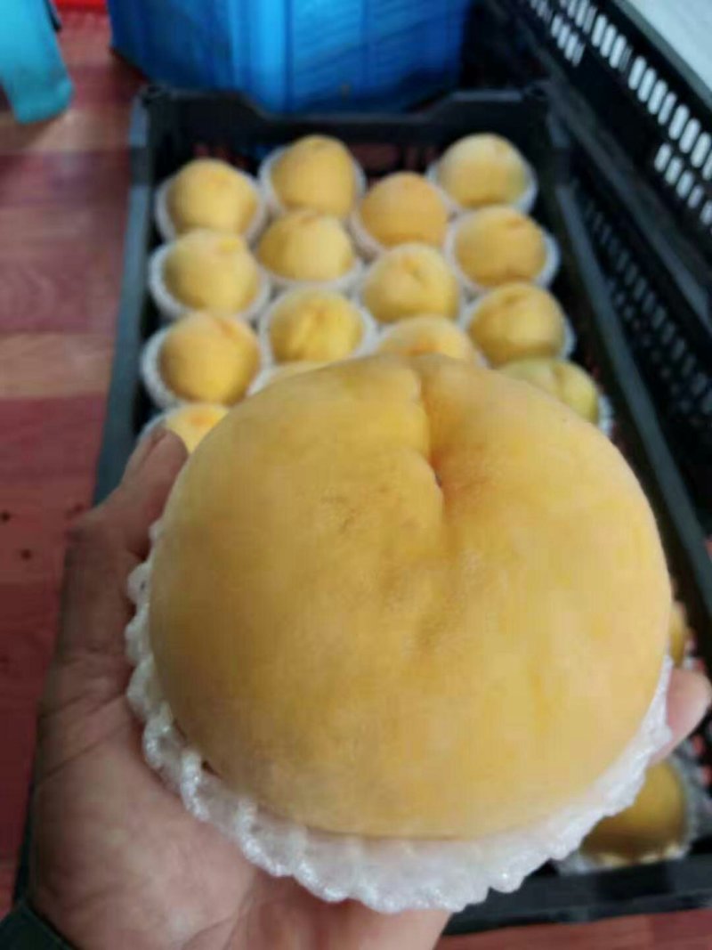 安徽锦绣黄桃基地直供，货源充足，直供全国，诚信经营。