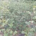 汉源花椒苗，嫁接无刺贡椒花椒苗。挂果快，抗病虫强。