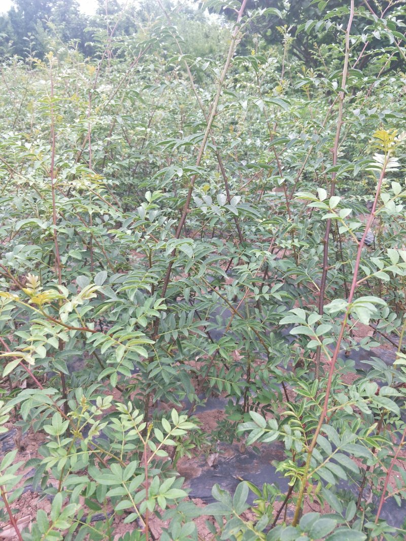 汉源花椒苗，嫁接无刺贡椒花椒苗。挂果快，抗病虫强。