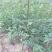 汉源花椒苗，嫁接无刺贡椒花椒苗。挂果快，抗病虫强。