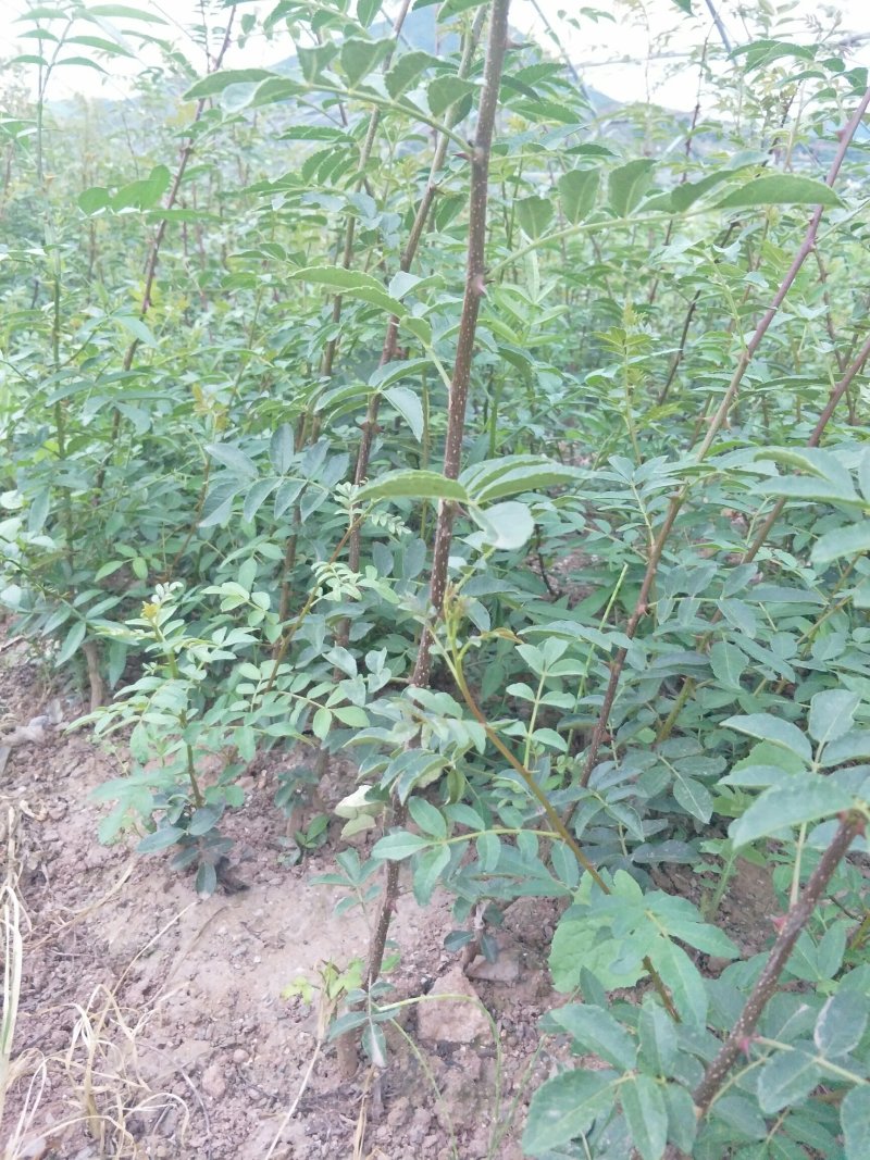 汉源花椒苗，嫁接无刺贡椒花椒苗。挂果快，抗病虫强。