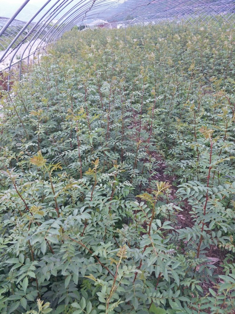汉源花椒苗，嫁接无刺贡椒花椒苗。挂果快，抗病虫强。