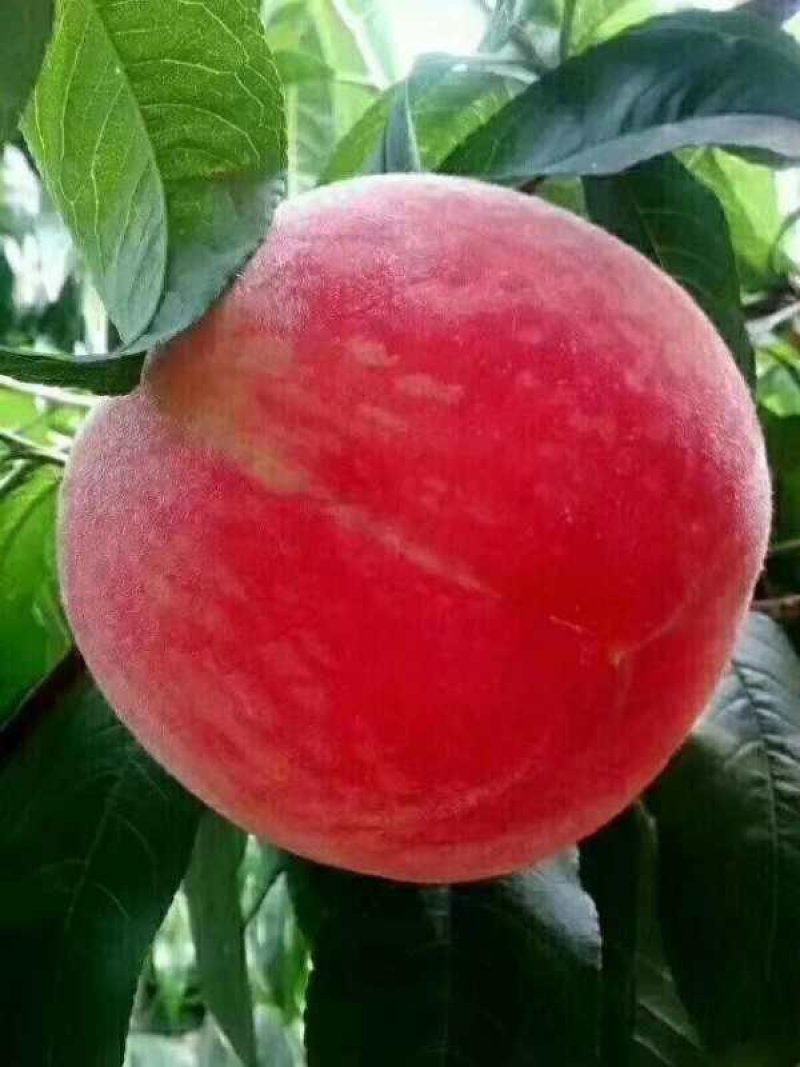 卫辉仙桃