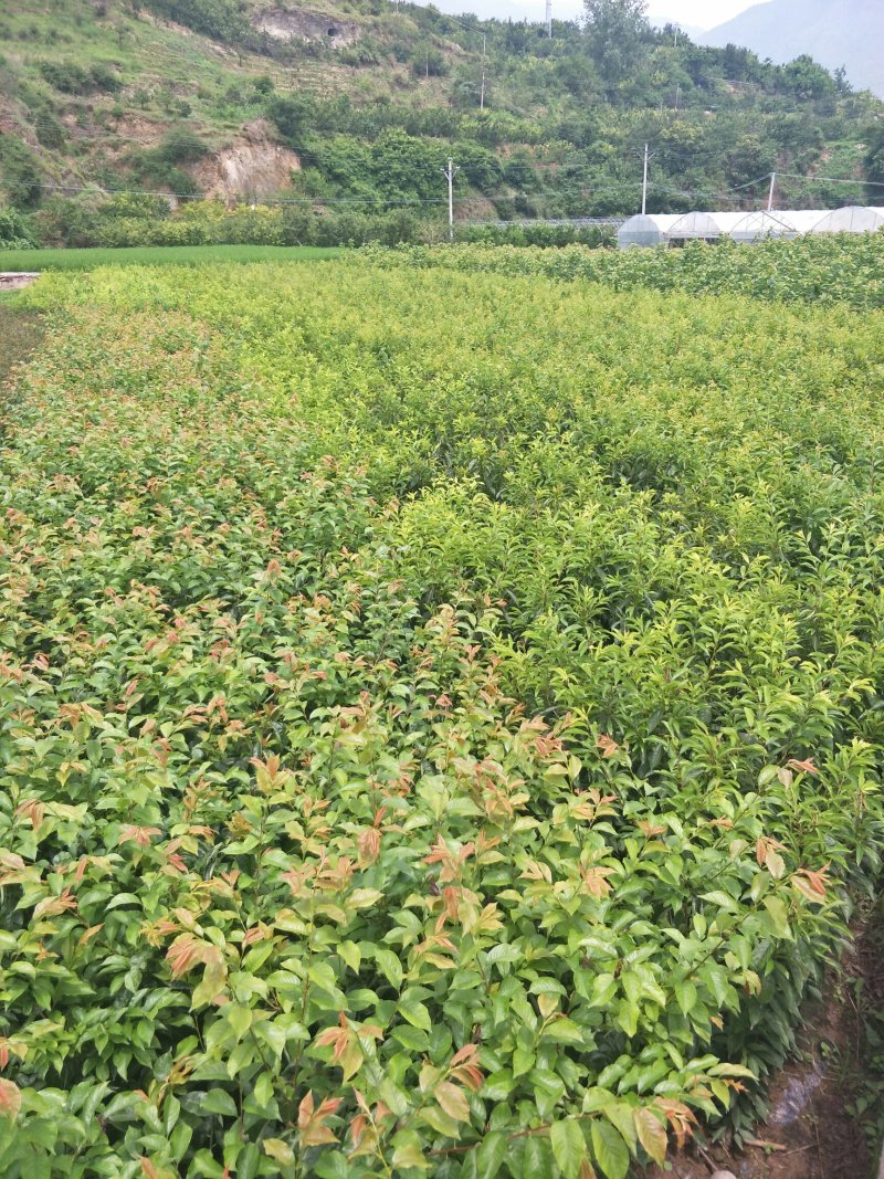 青脆李、早熟，晚熟李子苗1到2年苗，产量高，