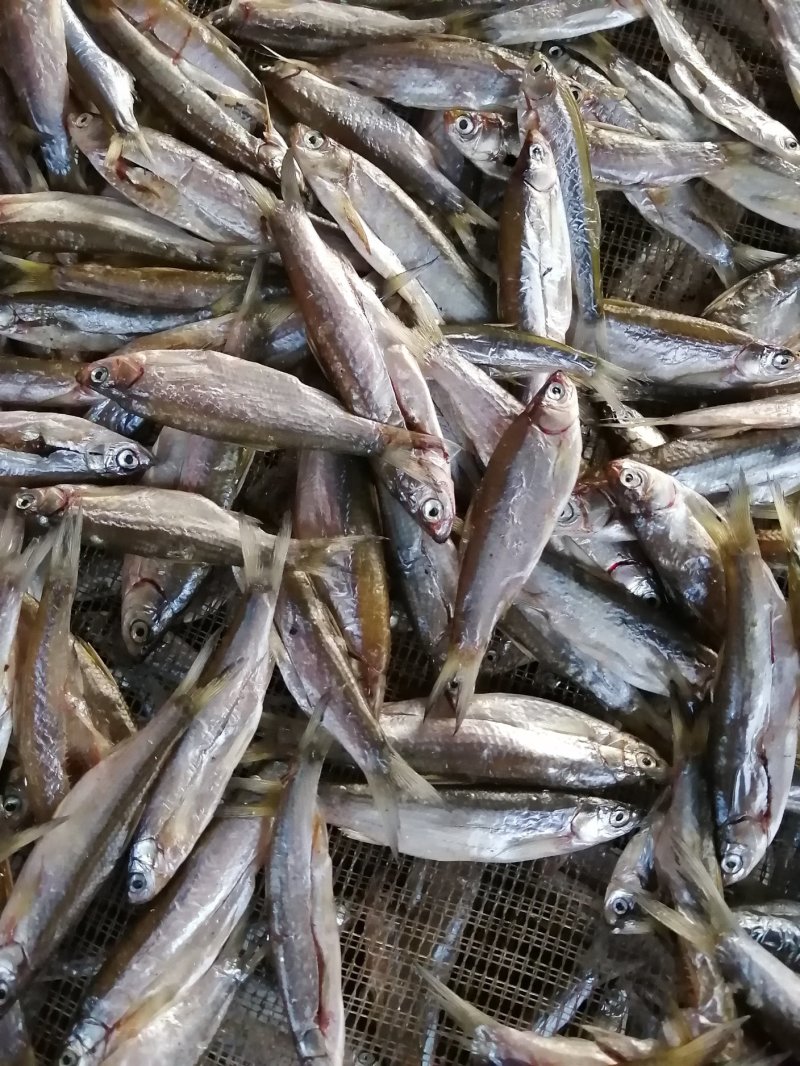 鱼干油炸鱼干无盐鱼干小鱼干江西鱼干餐条鱼
