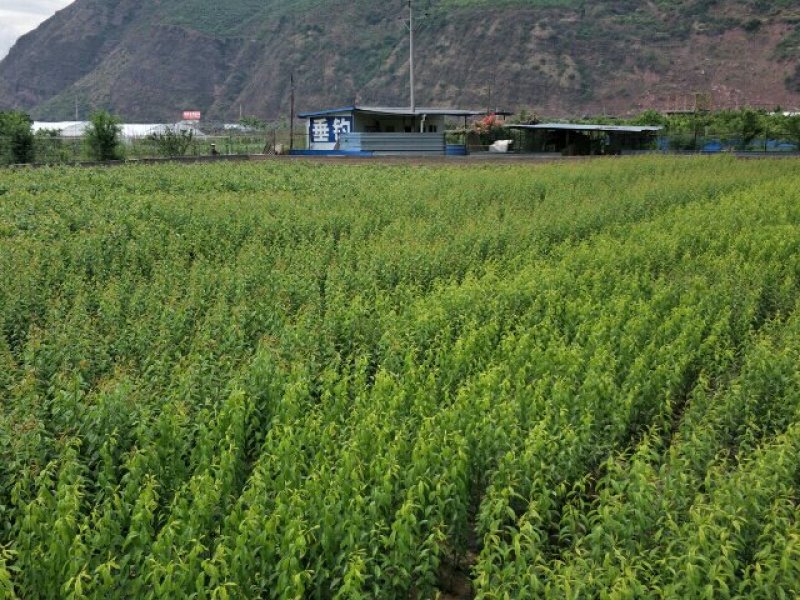 五月脆（早熟一点红）李子苗1年苗60cm技术指导