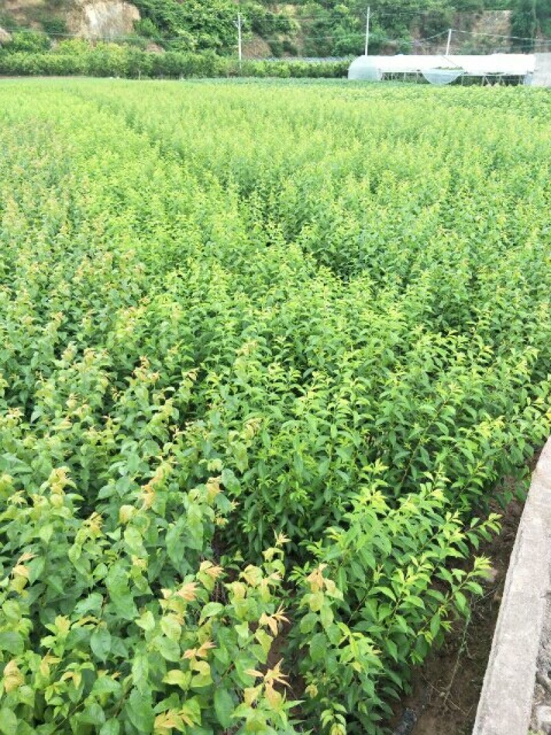 半边红李子苗1到2年苗，挂果快，品种保证，假一赔十