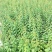 半边红李子苗1到2年苗，挂果快，品种保证，假一赔十