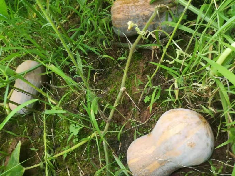 金香葫芦瓜
