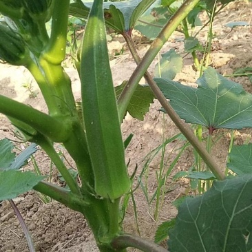 蔬菜，野菜，特菜秋葵，水果秋葵，新鲜，有机