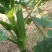 蔬菜，野菜，特菜秋葵，水果秋葵，新鲜，有机