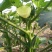 蔬菜，野菜，特菜秋葵，水果秋葵，新鲜，有机
