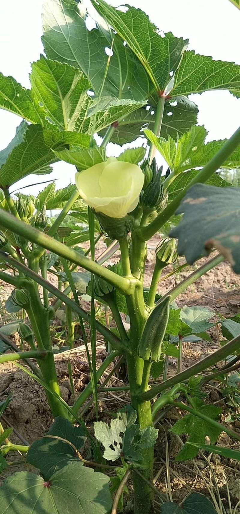 蔬菜，野菜，特菜秋葵，水果秋葵，新鲜，有机