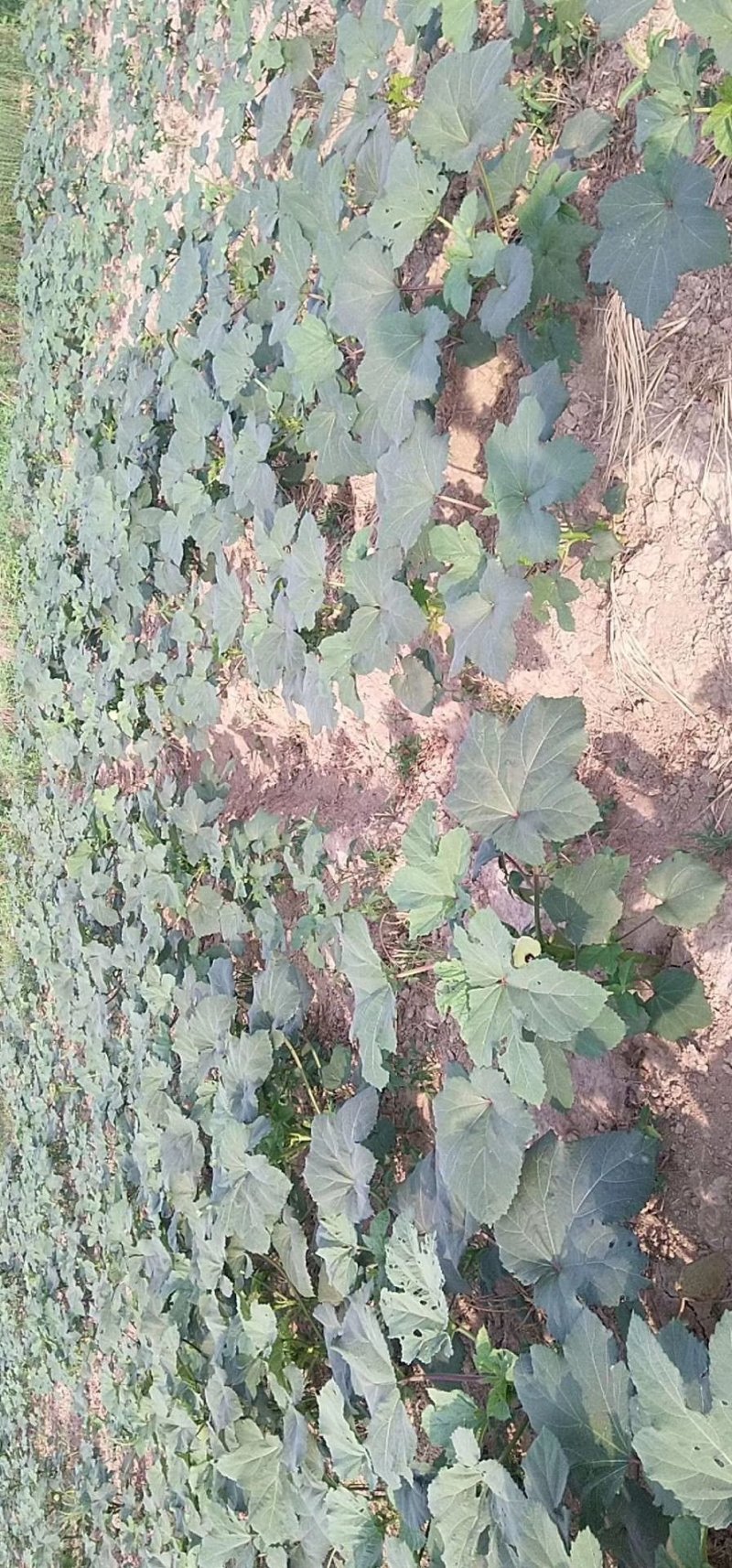 蔬菜，野菜，特菜秋葵，水果秋葵，新鲜，有机