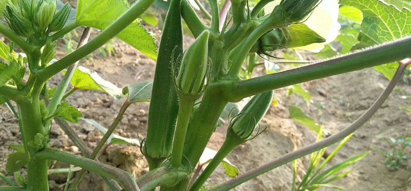 蔬菜，野菜，特菜秋葵，水果秋葵，新鲜，有机