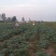 蔬菜，野菜，特菜秋葵，水果秋葵，新鲜，有机