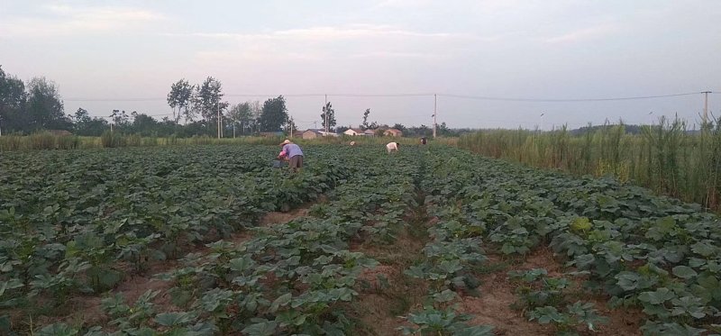 蔬菜，野菜，特菜秋葵，水果秋葵，新鲜，有机
