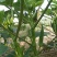 蔬菜，野菜，特菜秋葵，水果秋葵，新鲜，有机