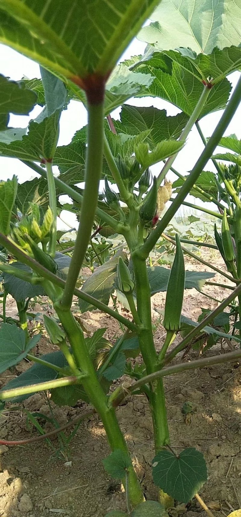 蔬菜，野菜，特菜秋葵，水果秋葵，新鲜，有机