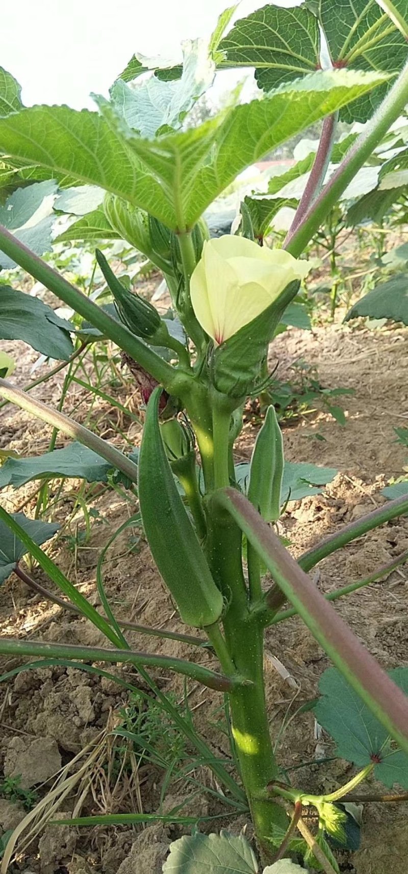 蔬菜，野菜，特菜秋葵，水果秋葵，新鲜，有机