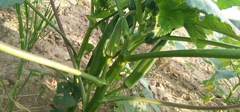 蔬菜，野菜，特菜秋葵，水果秋葵，新鲜，有机
