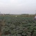 蔬菜，野菜，特菜秋葵，水果秋葵，新鲜，有机