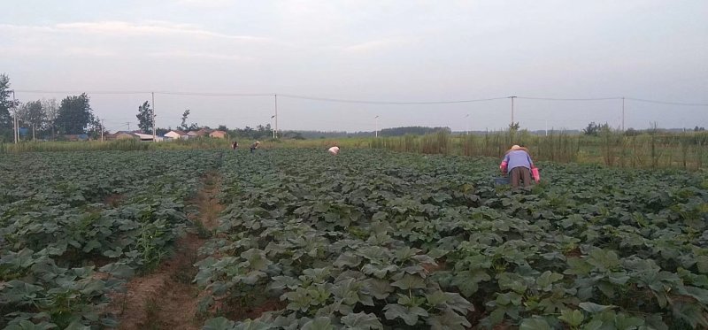 蔬菜，野菜，特菜秋葵，水果秋葵，新鲜，有机