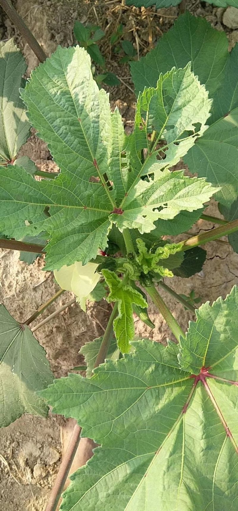 蔬菜，野菜，特菜秋葵，水果秋葵，新鲜，有机