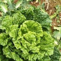 建水黄心大白菜山地大白菜🥬、、