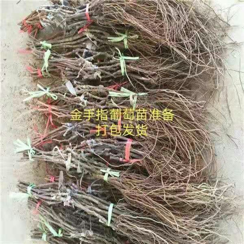 葡萄苗甜蜜蓝宝石、阳光玫瑰，技术指导签购苗合同