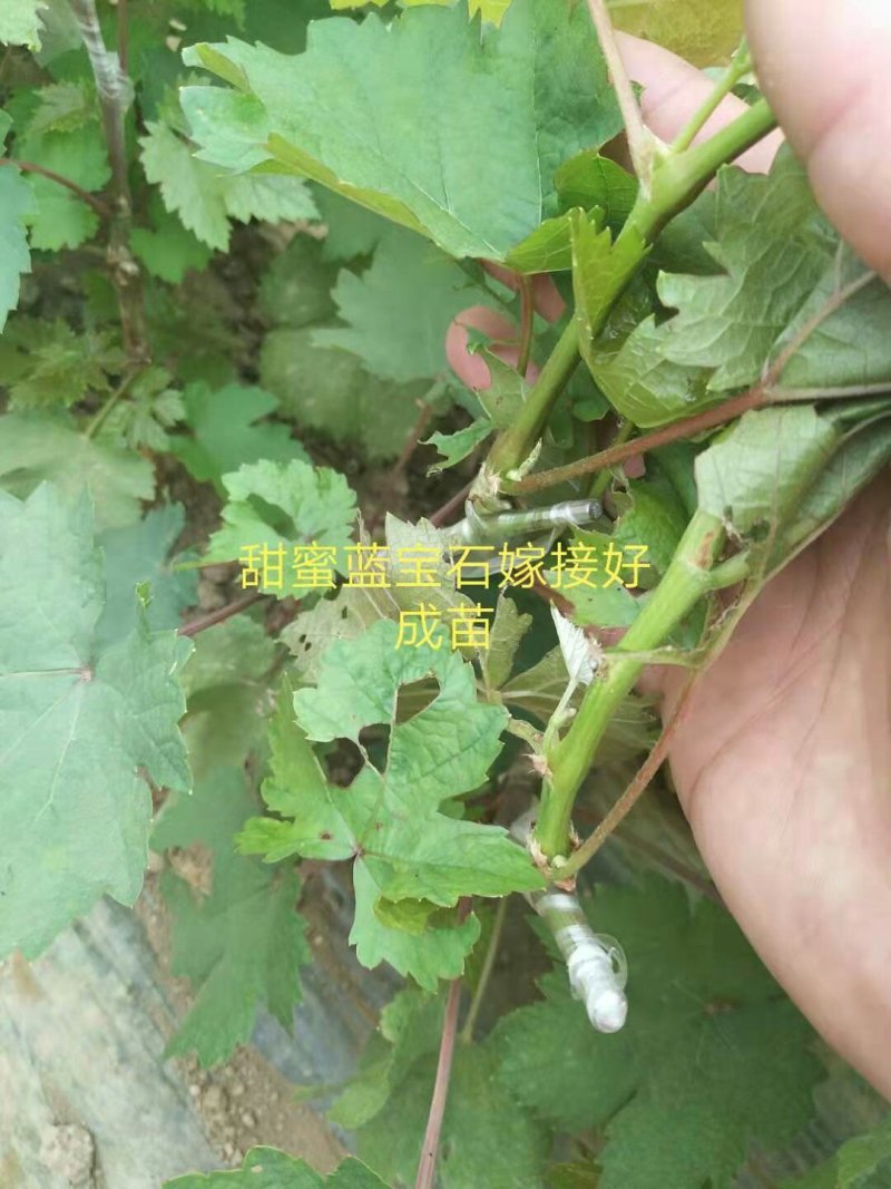 葡萄苗甜蜜蓝宝石、阳光玫瑰，技术指导签购苗合同