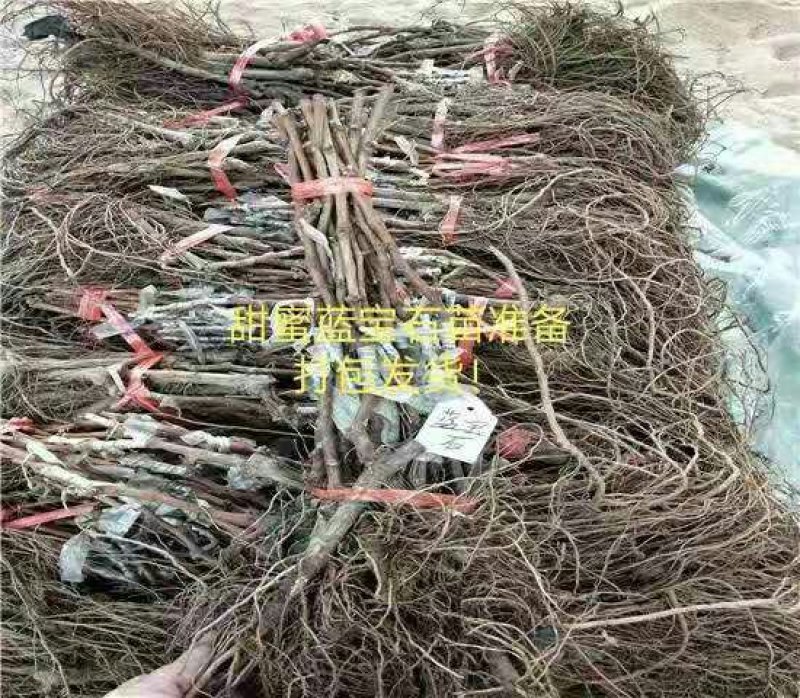 葡萄苗甜蜜蓝宝石、阳光玫瑰，技术指导签购苗合同
