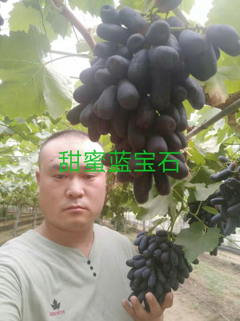 葡萄苗甜蜜蓝宝石、阳光玫瑰，技术指导签购苗合同