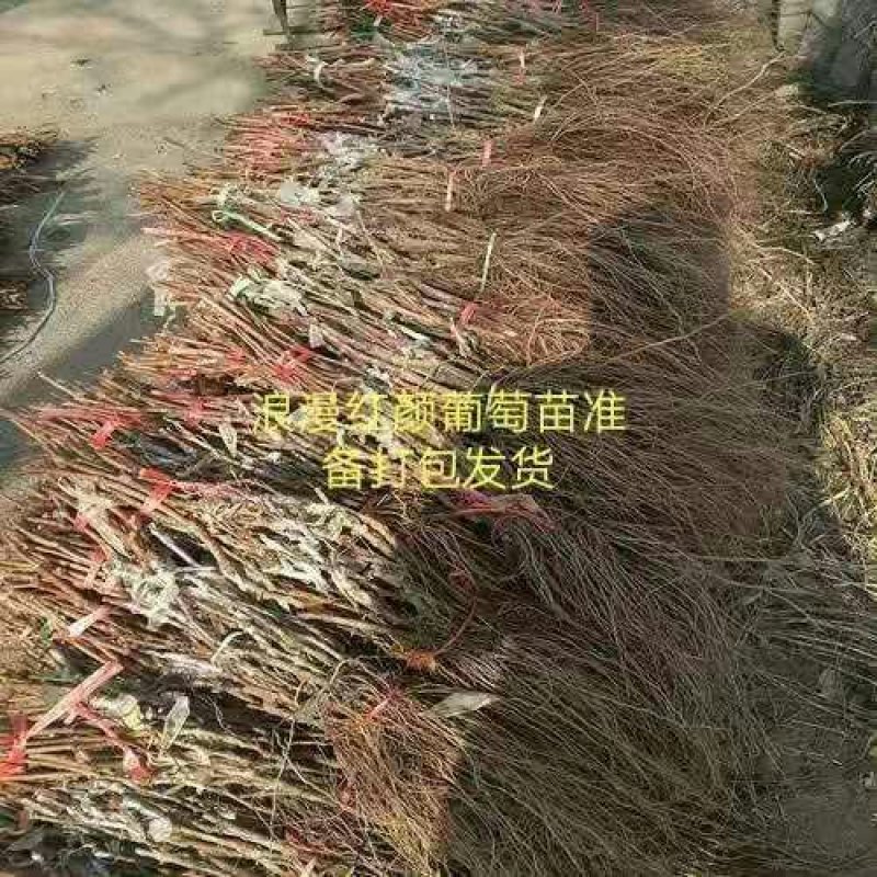 葡萄苗甜蜜蓝宝石、阳光玫瑰，技术指导签购苗合同