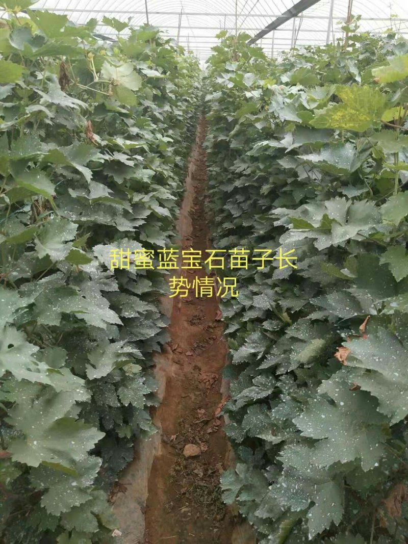 葡萄苗甜蜜蓝宝石、阳光玫瑰，技术指导签购苗合同