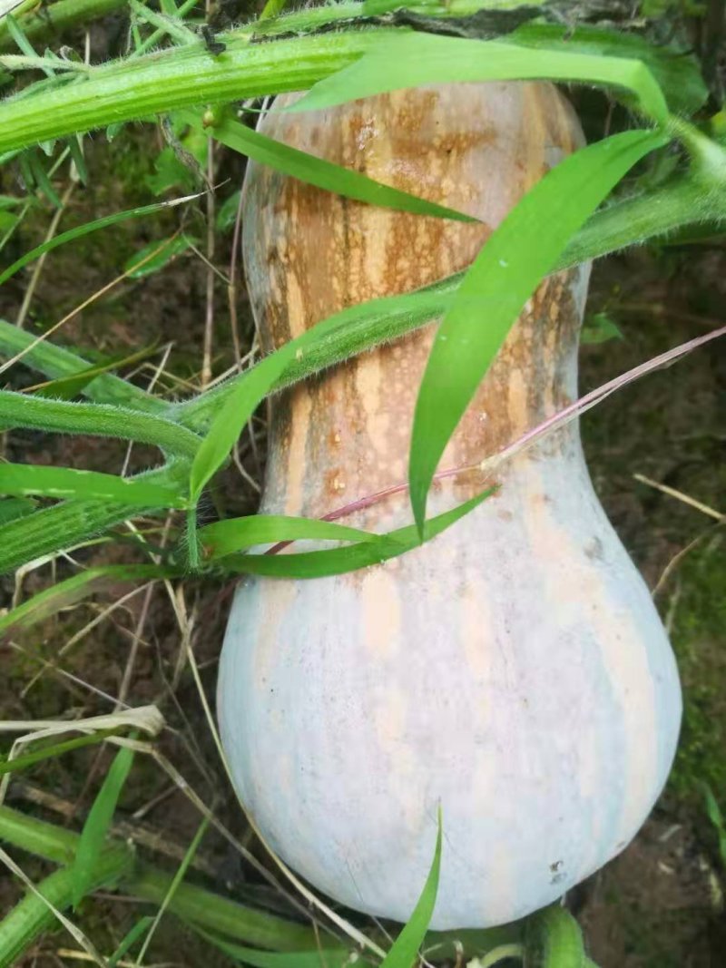 金香葫芦瓜