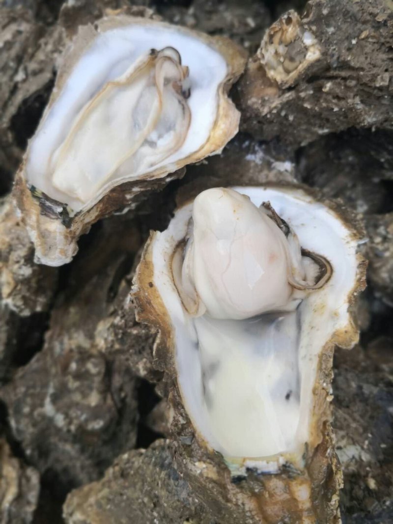 北海一斤5-6个的小蚝
