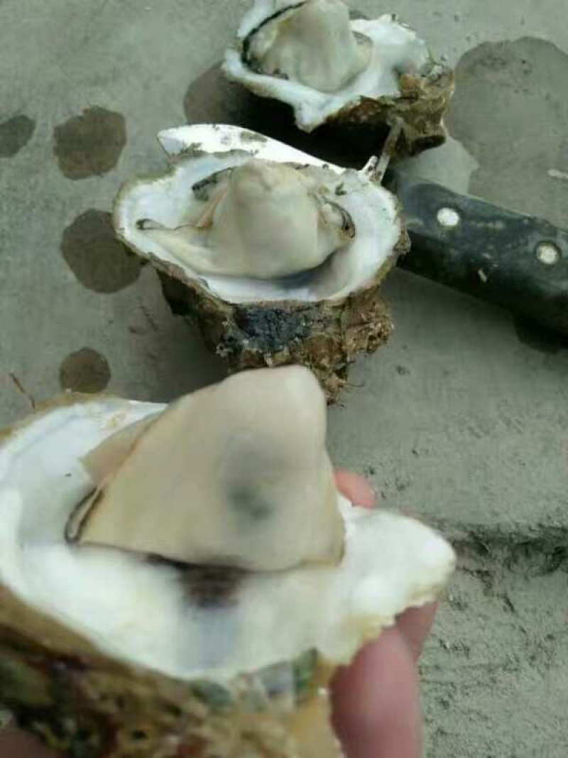 北海一斤5-6个的小蚝