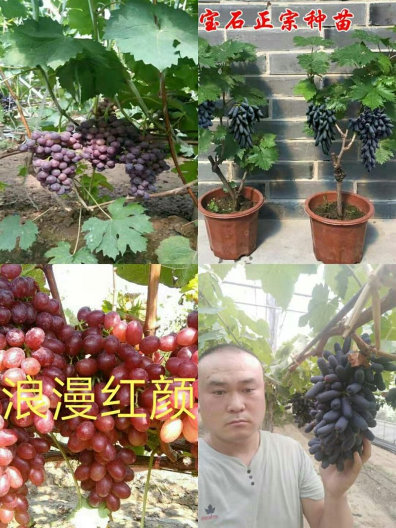 葡萄苗甜蜜蓝宝石、阳光玫瑰，技术指导签购苗合同