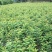 大樱桃树苗1到2年苗,提供技术,基地直发欢迎看货