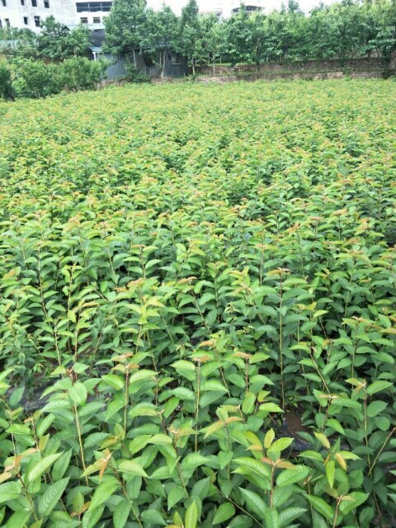 大樱桃树苗1到2年苗，提供技术，基地直发欢迎看货