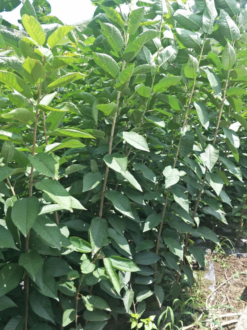 大樱桃树苗1到2年苗，提供技术，基地直发欢迎看货