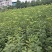 大樱桃树苗1到2年苗,提供技术,基地直发欢迎看货