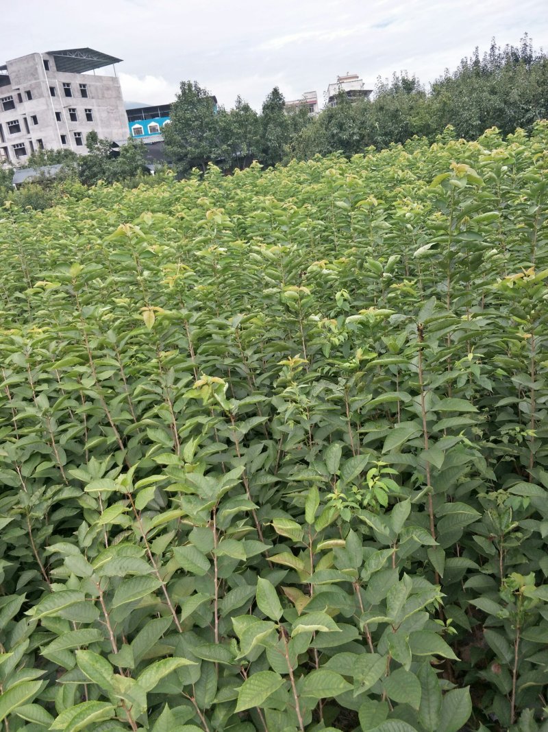 大樱桃树苗1到2年苗，提供技术，基地直发欢迎看货