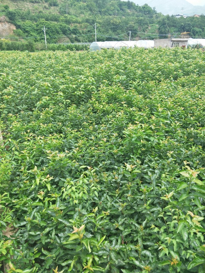 大樱桃树苗1到2年苗，提供技术，基地直发欢迎看货
