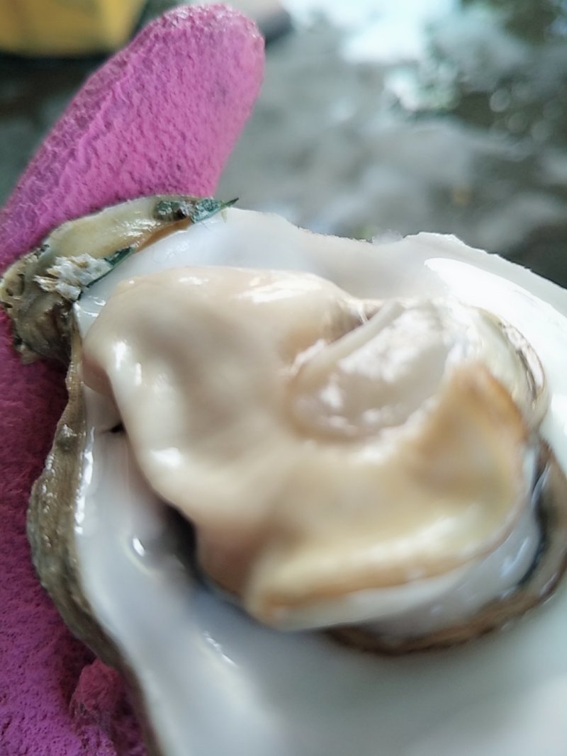 北海一斤5-6个的小蚝