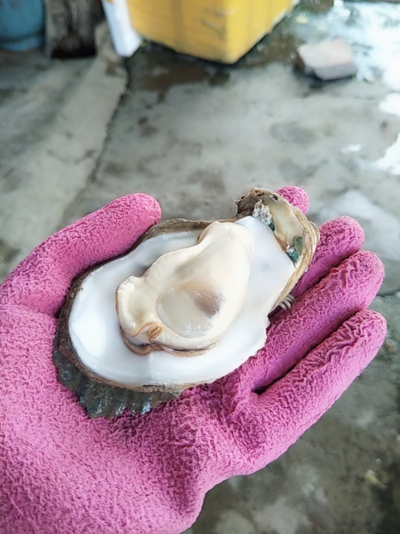 北海一斤5-6个的小蚝