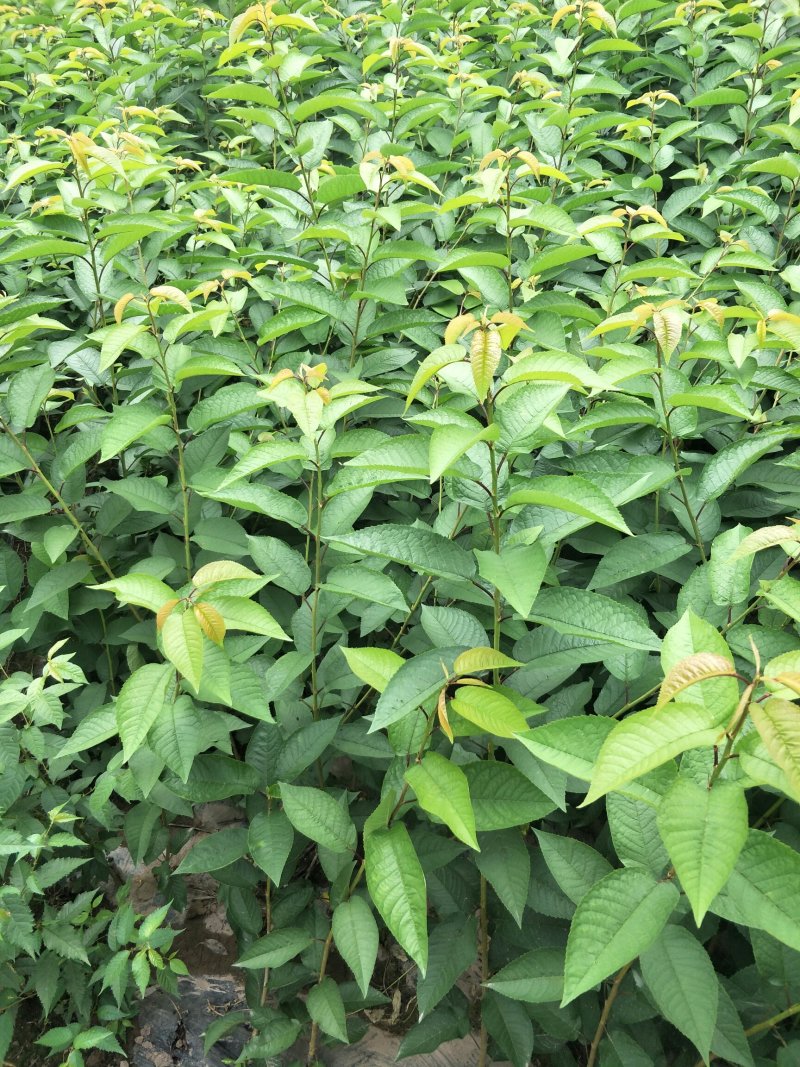 大樱桃树苗1到2年苗，提供技术，基地直发欢迎看货